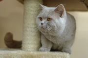 BRITISH SHORTHAIR 025